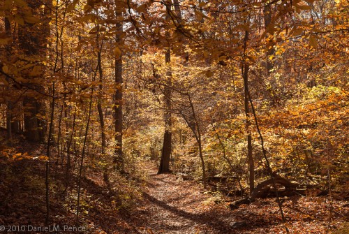 Fall Colors of Rock Creek Park
