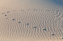 Sand Dunes