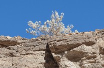 Mosaic Canyon