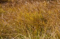 Grasses in the Meadow