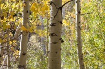 Aspen “Eyes” on You