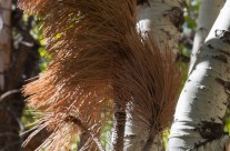 Two Aspens Seek the Attention of a Redhead
