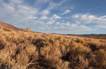 Sage Brush and Puffy Clouds