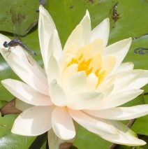 Dragonfly on a Water Lily