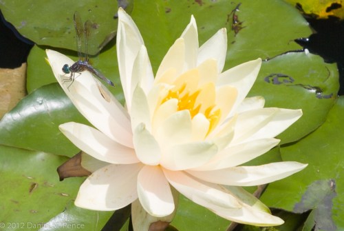 Dragonfly on a Water Lily
