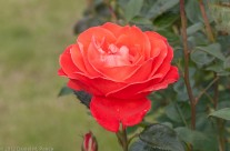 Rose, Beddgelert Village, North Wales