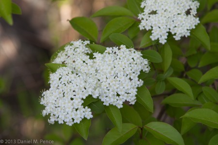 White blossoms on Olmsted Island