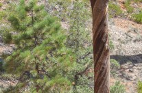 Spiral Bark Adds Strength